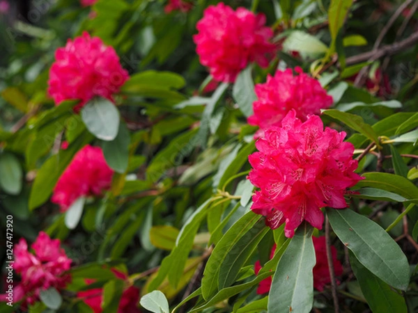 Obraz Rhododendrons & Azaleas 