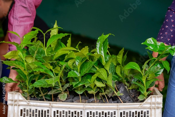 Obraz Every plant counts, small leaves, big changes