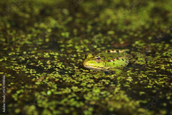 Fototapeta Marsh frog (Pelophylax ridibundus) partially submerged in a pond with floating duckweed, basking in natural sunlight.