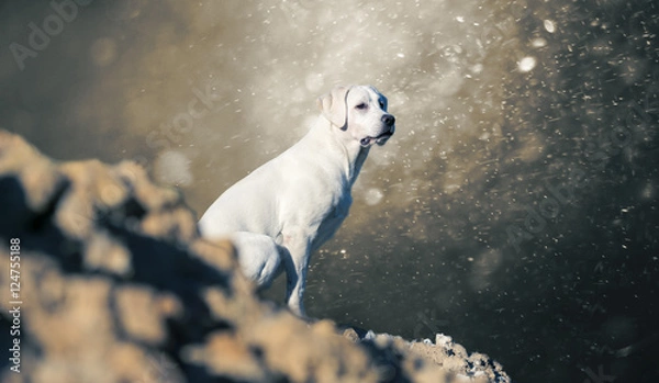 Fototapeta Labrador retriever Hund auf einem Berg sitzend - abstrakter Hintergrund