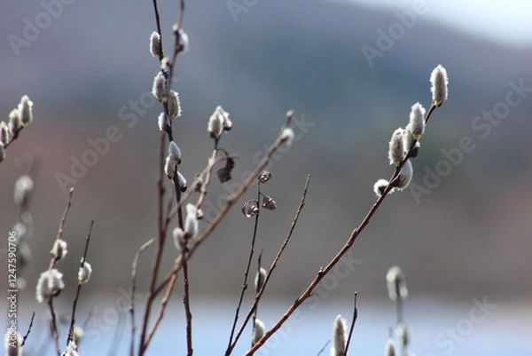 Fototapeta branches in spring