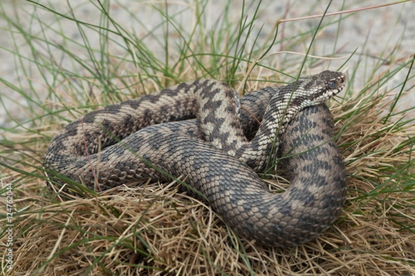 Obraz European viper (Vipera berus).
