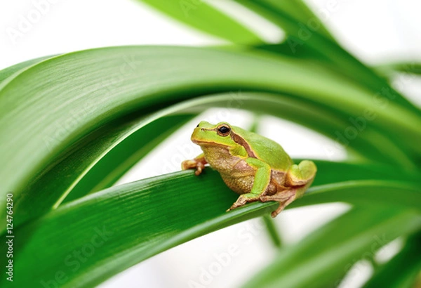 Fototapeta frog sitting on a leaf