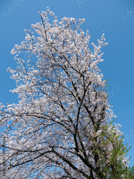 Fototapeta 桜咲く