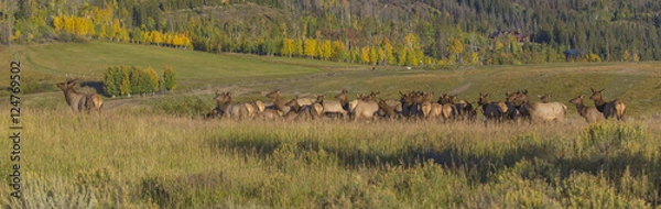 Obraz Follow Me Ladies - A bull elk attempts to lead his cows to a greener location, but they don't seem to be in a hurry.