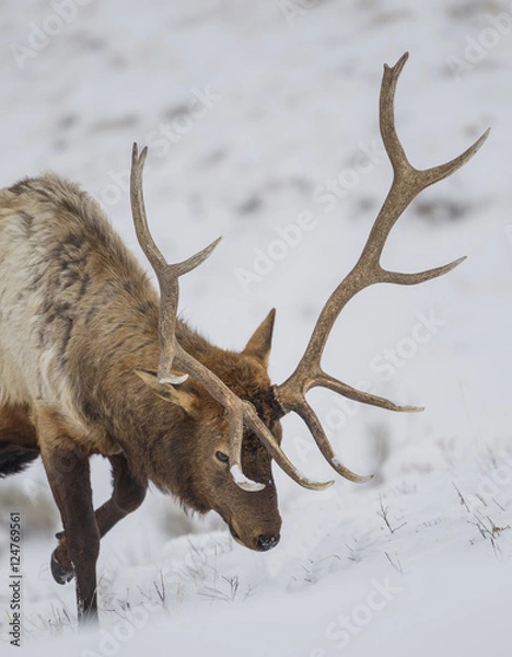 Obraz Foraging With The Forefoot - A bull elk uses its forefoot to scrape away the snow from the frozen ground to reach the little grass that remains.