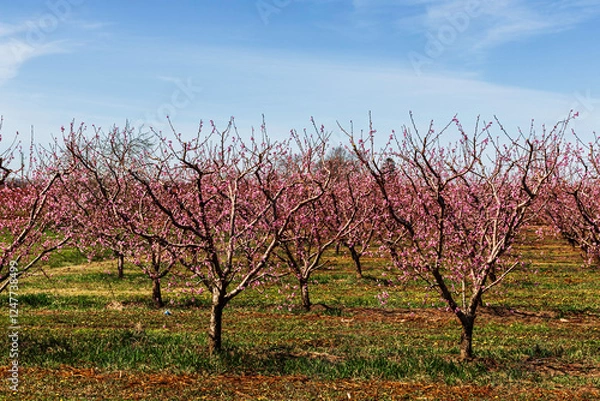 Fototapeta  Blooming peach trees in the fields over blue sky , spring time