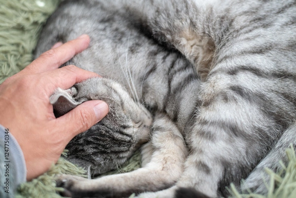 Fototapeta 眠る猫を撫でる飼い主　サバトラ猫