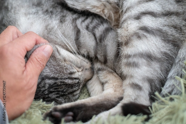 Fototapeta 眠る猫を撫でる飼い主　サバトラ猫
