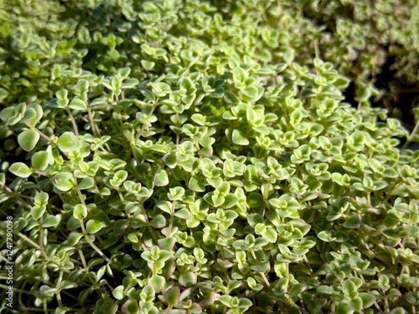 Fototapeta A view of leaves from the Little Missy Sedum plant.