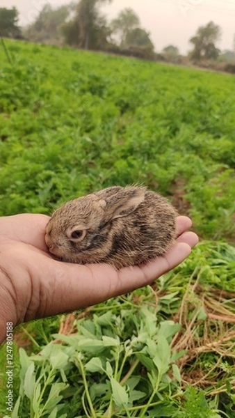 Fototapeta Baby rabbit in the hand, close up view