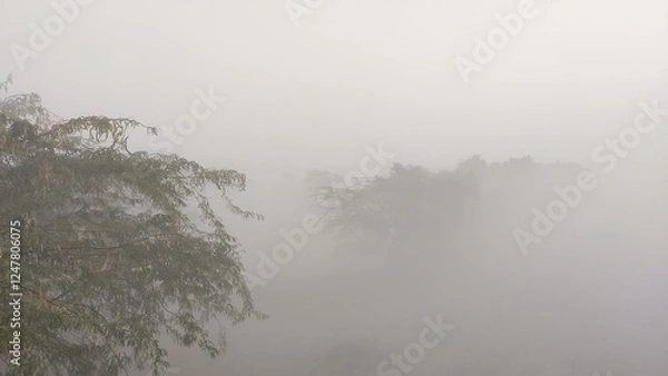 Fototapeta fog in winter morning, fog over the trees, foggy weather cinematic view, hiding trees in fog
