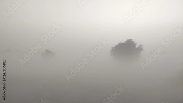 Fototapeta fog in winter morning, fog over the trees, foggy weather cinematic view