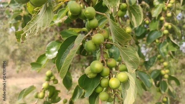 Fototapeta Row Ziziphus Nummularia fruits on the bush branches, wild jujube fruits, close up view