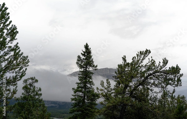 Fototapeta Pine and spruce in foreground mountain in distance and partially transparent sky with clouds
