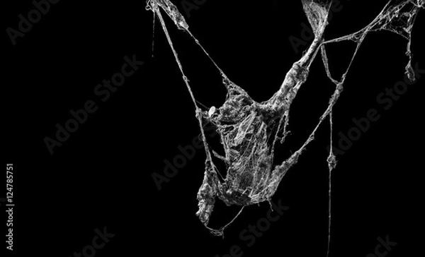 Obraz cobweb or spider web isolated on black background