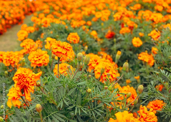 Fototapeta マリーゴールドの丘　マリーゴールドの花33