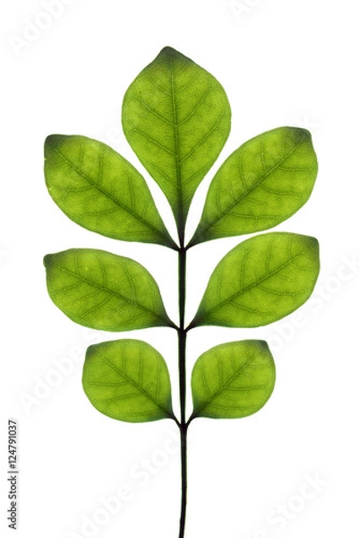 Obraz Aglaia odorata