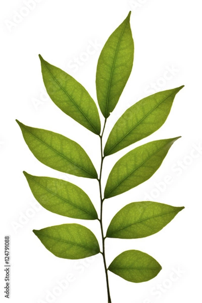 Obraz Murraya paniculata