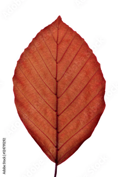 Obraz Fagus sylvatica