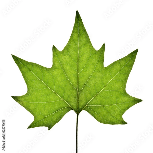 Obraz Platanus hispanica