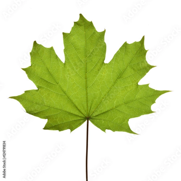 Obraz Acer platanoides