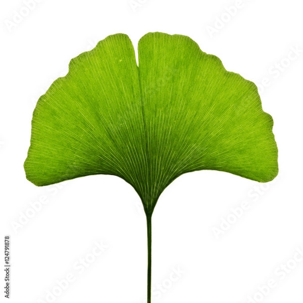 Obraz Ginkgo biloba