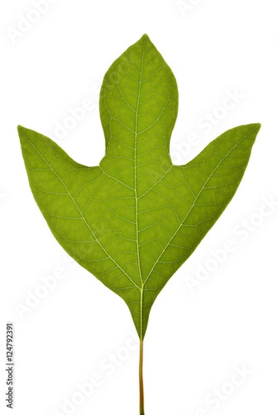 Obraz Sassafras albidum