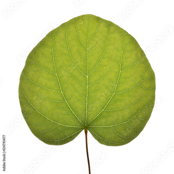 Obraz Cercis siliquastrum