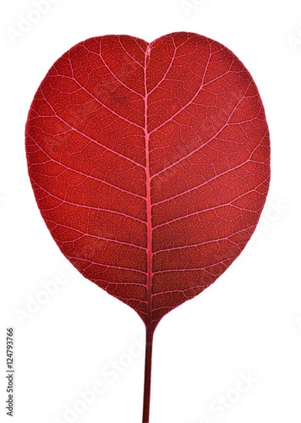 Obraz Cotinus coggygria