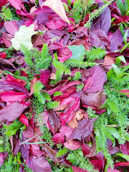 Obraz Autumn Leaves I