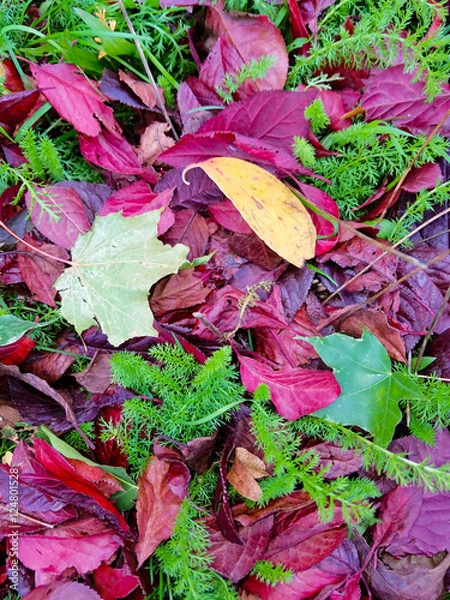 Obraz Autumn Leaves II