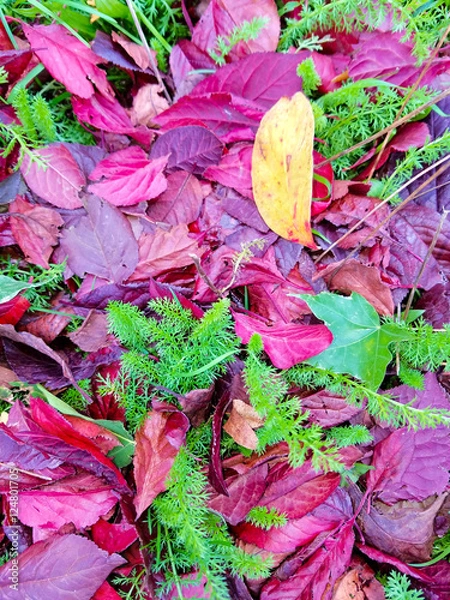 Obraz Autumn Leaves III