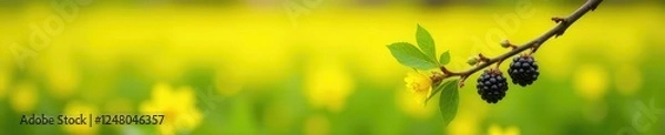 Obraz Delicate blackberry twig in full bloom on a bright yellow field, spring, greenery