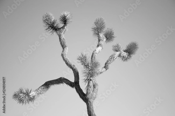 Obraz joshua tree 2 bw