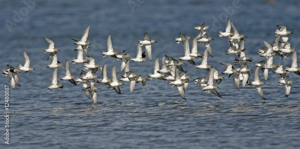 Obraz Vol de bécasseaux