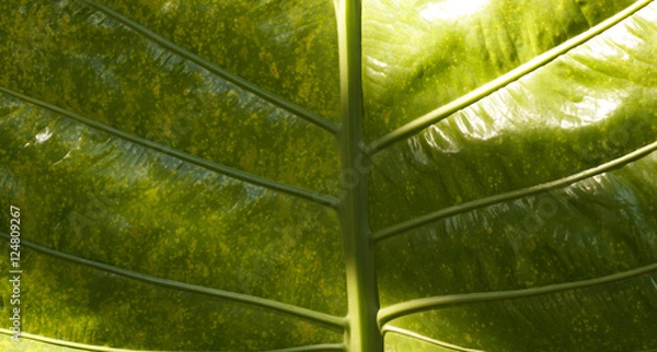 Fototapeta Leaf In Soft Focus Background.