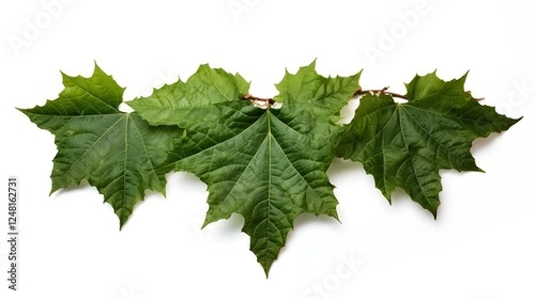 Fototapeta image of an ivy leaf with jagged edges deep green hues and soft lighting isolated on a clean white background  The leaf displays a vibrant natural texture and fresh lush appearance