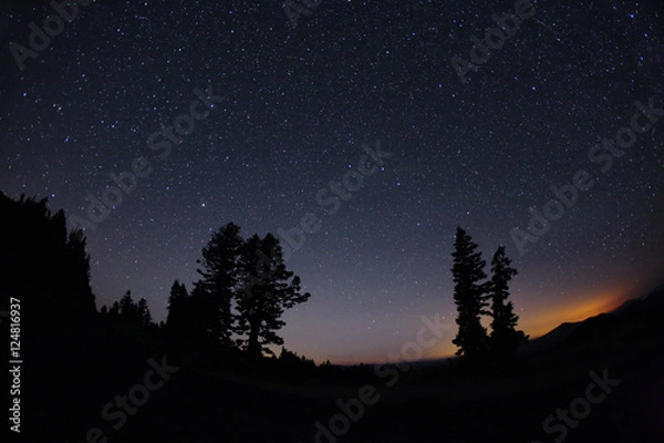 Obraz trees dusk n stars