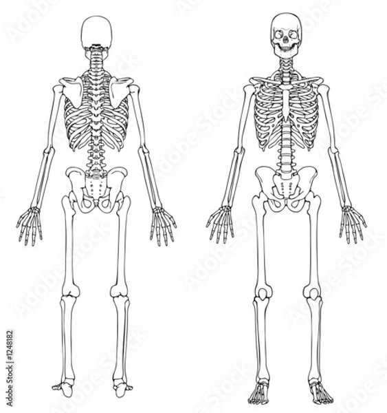 Obraz human skeleton front and back