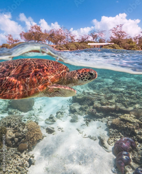 Fototapeta Turtle swimming at Lady Elliot Island on the Great Barrier Reef
