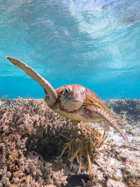 Fototapeta Turtle swimming at Lady Elliot Island on the Great Barrier Reef