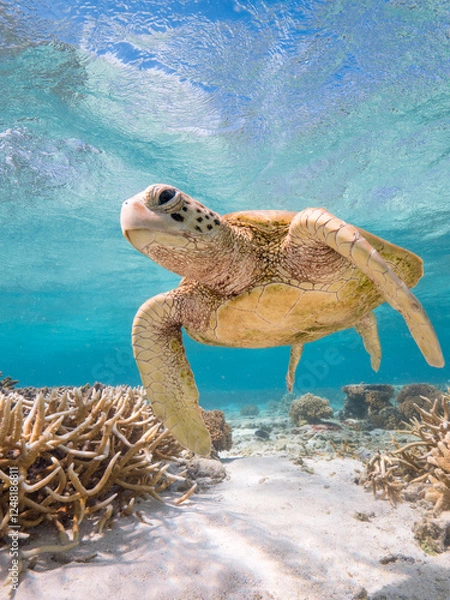 Fototapeta Turtle swimming at Lady Elliot Island on the Great Barrier Reef