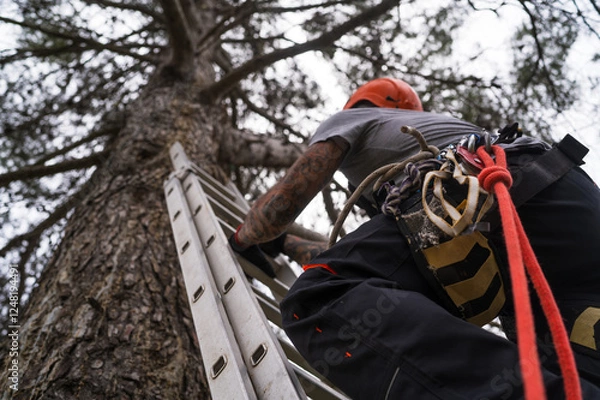 Fototapeta Rope access technician pruning tall trees safely