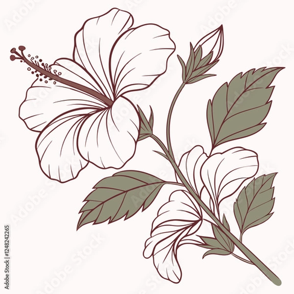 Fototapeta Botanical pink or red hibiscus flower vector design