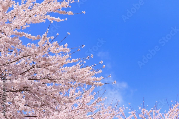 Fototapeta 背景に使える桜
