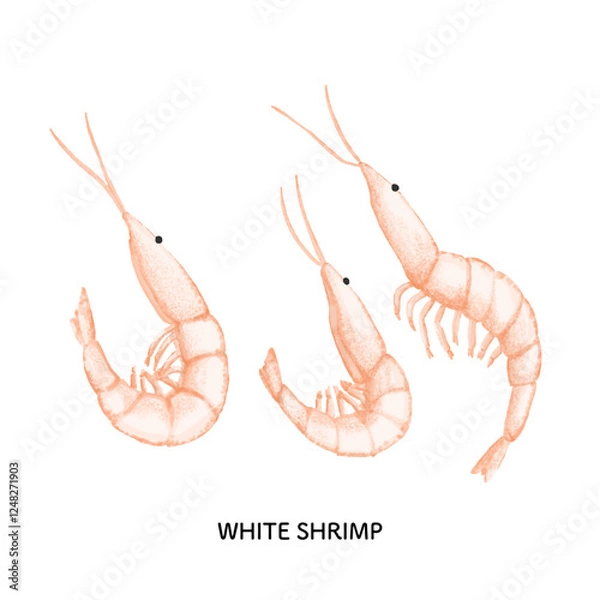 Fototapeta 富山_白海老のイラスト＿色鉛筆タッチ