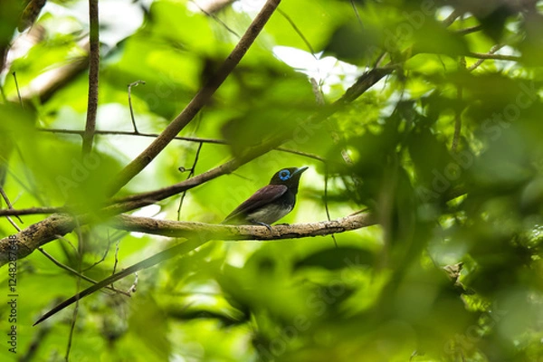 Obraz サンコウチョウ