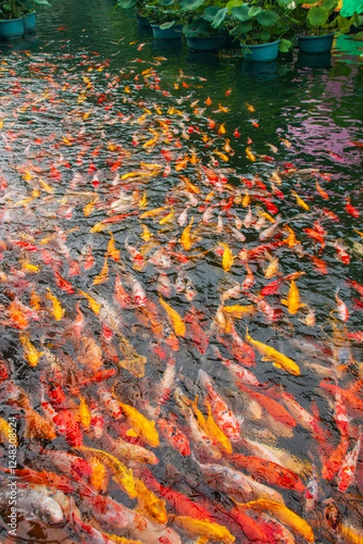 Fototapeta kio fishes swimming in the pond