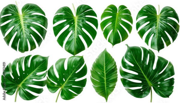Fototapeta set of green monstera palm and tropical plant leaf isolated on white background for design elements, Flat lay